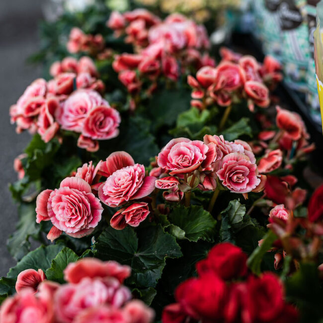 Allestimenti floreali balconi e terrazzi | Russo Fiori Milano